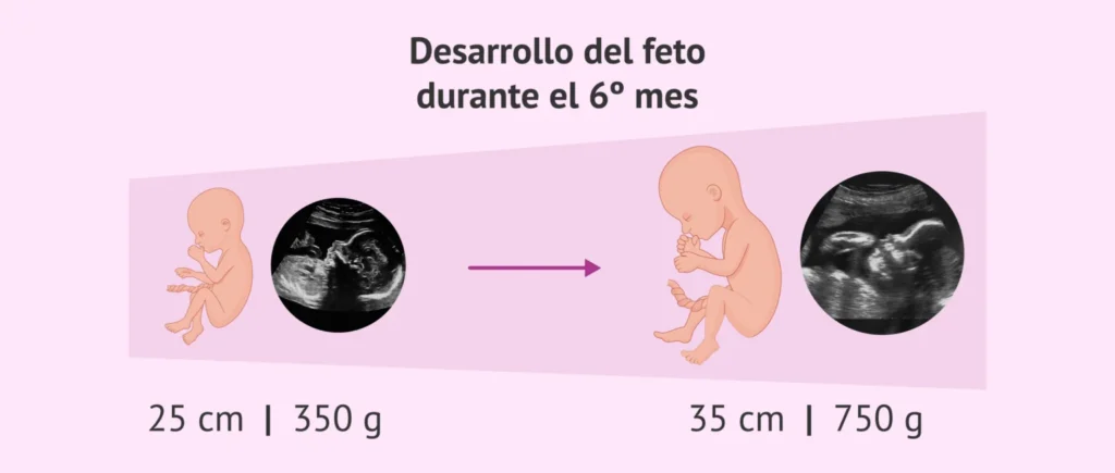 desarrollo del feto durante el sexto mes de embarazo 1536x653.png