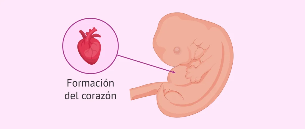 Segundo Mes de Embarazo: Navegando las Emociones y Cuidados Prenatales